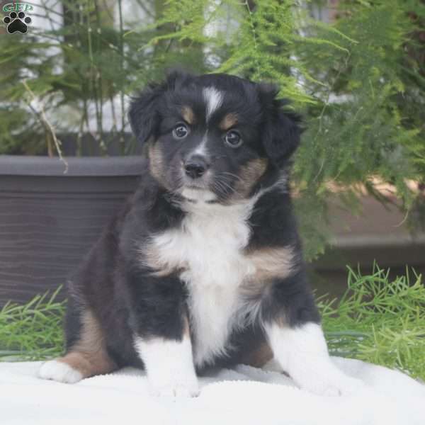 Sage, Miniature Australian Shepherd Puppy